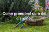 Guida alla cura del prato e delle piante in primavera