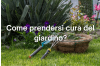 Guida alla cura del prato e delle piante in primavera